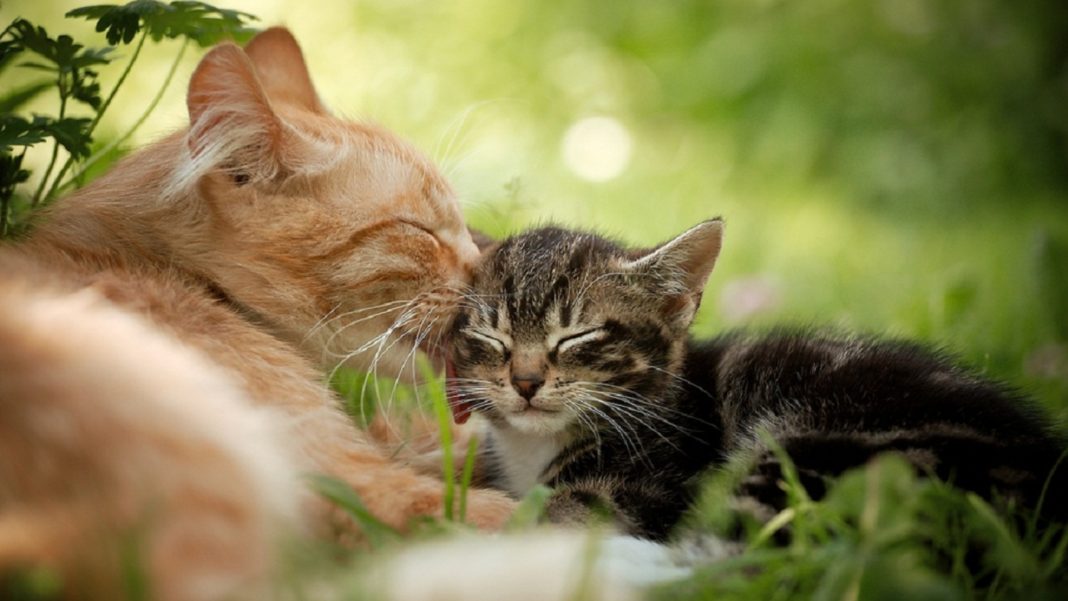 Mamma gatta Mamma gatta