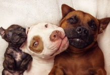 Pikelet, Patty Cakes e Potato