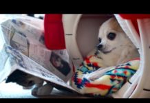 Come il gatto infastidisce il cane