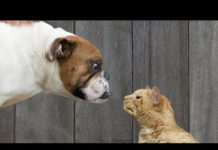 Video divertente: gatti contro cani