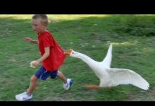 Gli animali non mancano mai di farci ridere