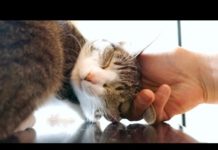 Si, che belli i grattini!