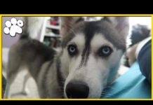 Mission “Daddy wake up”