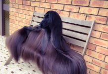 Si chiama Tea il “cane più bello del mondo”