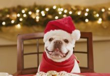 Cartoline di Natale per auguri Tenerissimi (100+ foto )