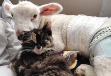 Una gatta diventa l’angelo custode di un agnello orfano