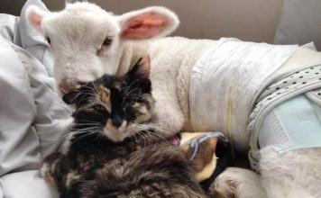Una gatta diventa l’angelo custode di un agnello orfano