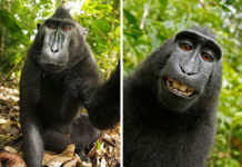 30+ animali che si fanno il selfie
