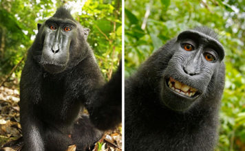 30+ animali che si fanno il selfie
