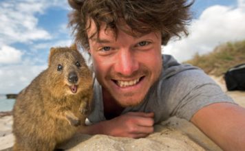 Gli australiani si fanno i selfie con i quokka Quokka selfie