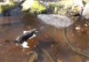 Gatto cerca di cacciare il pesce nel lago… ma la superficie è ghiacciata