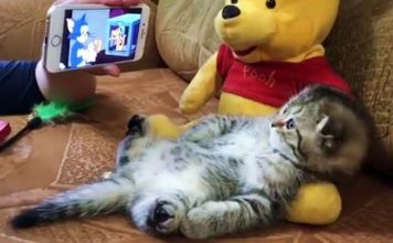 Un piccolo gattino guarda Tom e Jerry sullo smartphone