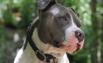 In Russia un cane Pit Bull salva ragazzina di 11 anni dallo stupro di un pedofilo