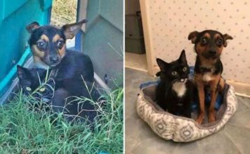 Un cane protegge il suo amico gatto fino all’arrivo dei soccorritori