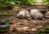 Animali che fingono la morte: perché lo fanno Animali che fingono la morte