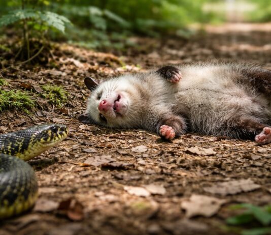 Animali che fingono la morte: perché lo fanno Animali che fingono la morte