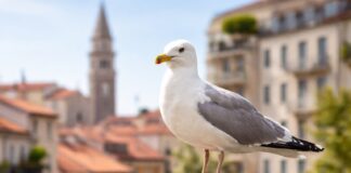 Gabbiani in città: perché stanno cambiando comportamento Gabbiani in città