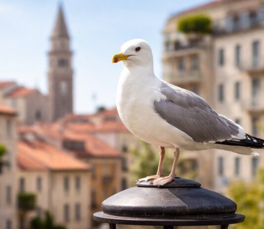 Gabbiani in città: perché stanno cambiando comportamento Gabbiani in città