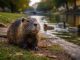 La nutria è pericolosa? La nutria è pericolosa