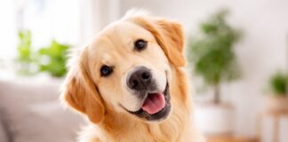 Perché i cani inclinano la testa quando ti guardano Perché i cani inclinano la testa