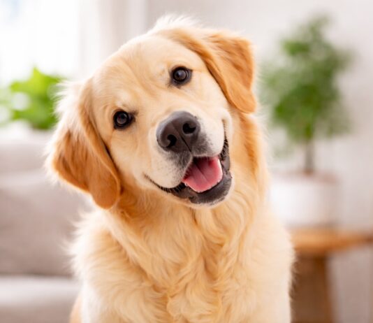 Perché i cani inclinano la testa