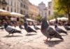 Piccioni in città: come leggono i movimenti delle persone Piccioni in città