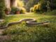Serpenti nei giardini italiani: quali sono e quando preoccuparsi Serpenti nei giardini italiani