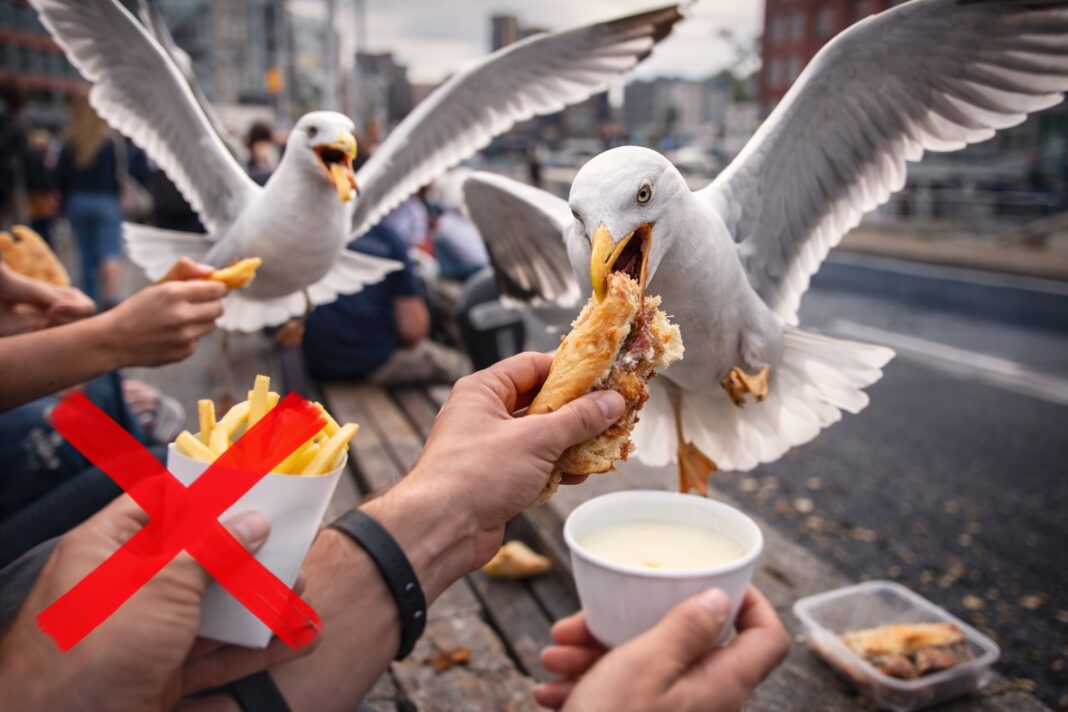 Gabbiani e cibo umano Gabbiani e cibo umano