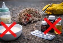 Ricci feriti: cosa NON fare (e perché è importante) Ricci feriti