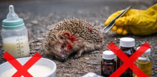 Ricci feriti: cosa NON fare (e perché è importante) Ricci feriti