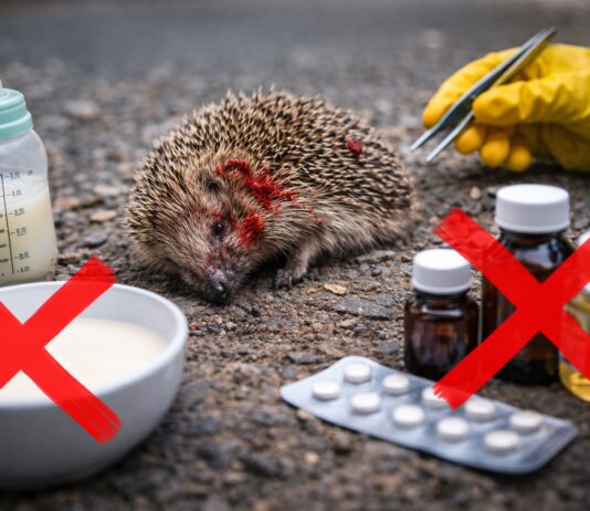 Ricci feriti: cosa NON fare (e perché è importante) Ricci feriti