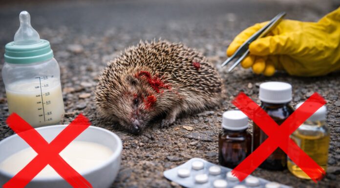 Ricci feriti: cosa NON fare (e perché è importante) Ricci feriti